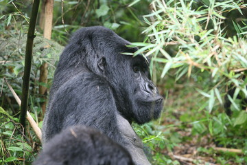 Obraz premium Wild Gorilla animal Rwanda Africa tropical Forest