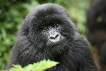 Obraz premium Wild Gorilla animal Rwanda Africa tropical Forest
