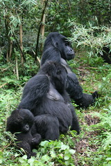 Wild Gorilla animal Rwanda Africa tropical Forest