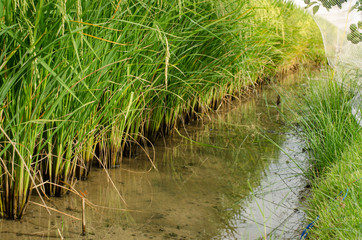 Obraz na płótnie Canvas Close up of green paddy rice,Paddy jasmine rice farm in Thailand