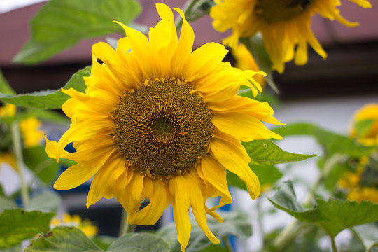Sunflower in the garden. Yellow flower, countryside bright color, Ukraine