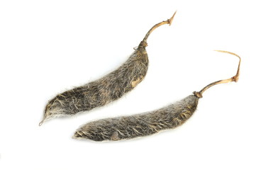 Hairy seed from a lupine plant isolated on white background