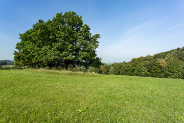 Cultivated landscape with trees