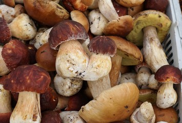 грибы Белые и Боровики