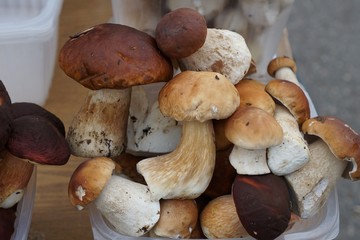 грибы Белые и Боровики