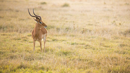 Impala standing in grassy field