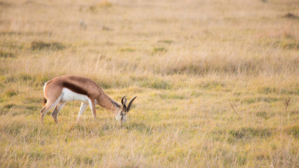 Springbok grazing in long grass