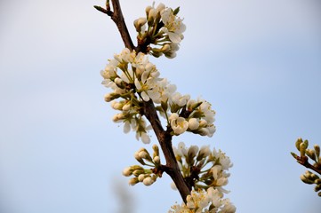 Soft photo of White-pink cherry blossom. Bokeh