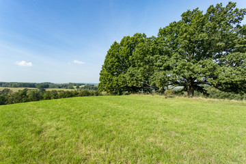 Obraz premium Cultivated landscape with trees