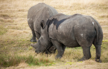 Obraz premium Pregnant White Rhino comforts her mate
