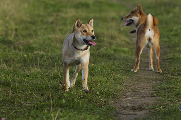 Naklejka na ściany i meble Japanese breed of dogs Sibu Inu for a walk