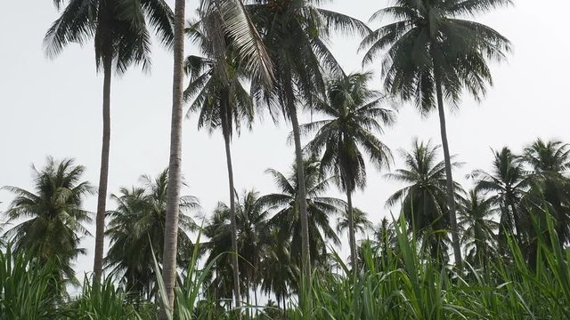 Coconut palm , smooth panning video