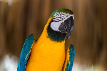 Blue-and-yellow macaw © rpal