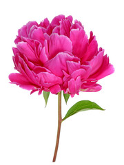 Peony