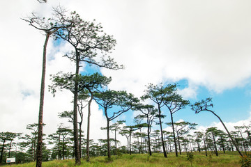 Cloudy pine forest with grass field in the mountain hill landscape