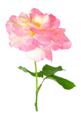 Obraz premium tea rose