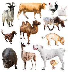  farm animals. Isolated over white