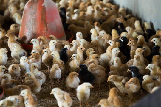 Many small fluffy multicolored broiler chicks