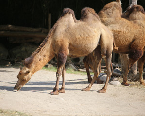 two great African camels with humps