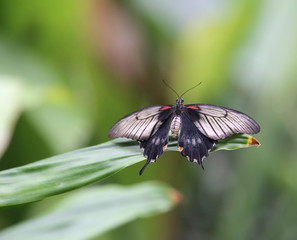 big butterfly on green leaf