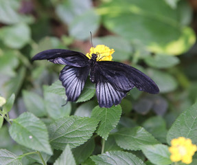 big black butterfly on green leaf