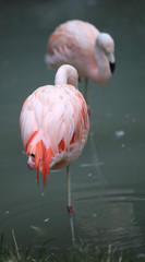 two pink flamingos are resting on one leg