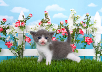 Adorable medium haired gray and white tabby kitten standing in long grass, mouth open, with white picket fence in background, pink roses and white flowers on fence, sky background with clouds.