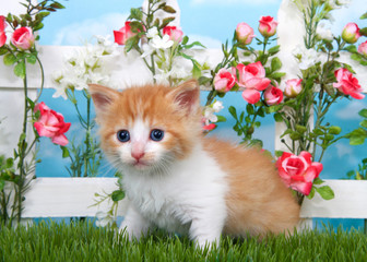 Adorable long haired orange and white tabby kitten sitting in long grass with white picket fence in background, pink roses and white flowers on fence, sky background with clouds. © sheilaf2002