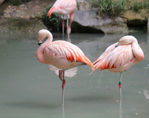 Fototapeta na wymiar pink Flamingos often stand on one leg