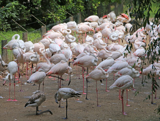 pink flamingo before migration to the warm countries