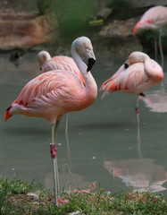 pink flamingo with colored feathers and long beak