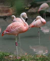 Fototapeta na wymiar beautiful pink flamingo with colored feathers and long beak