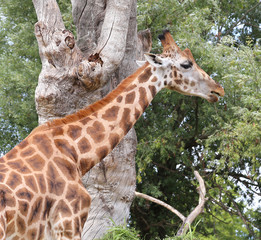 Giraffe with long neck eats the leaves of the trees
