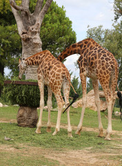 two African Giraffes with long neck eats