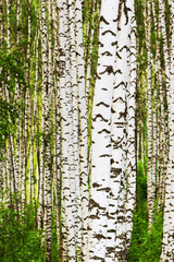 Fototapeta premium summer in birch forest