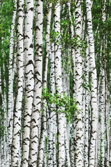 Obraz premium summer in birch forest