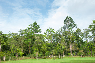 Field,tree and blue sky