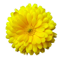 Flower calendula blossoms yellow,  with dew, white isolated background with clipping path. no shadows. Closeup with no shadows. Nature.