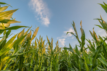Landscape with Corn Field