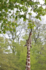 Girafe eating a leaf