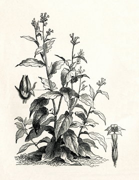 Cultivated tobacco (Nicotiana tabacum) (from Meyers Lexikon, 1895, 7/338/339)