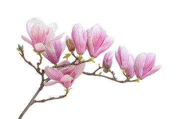 Naklejka premium pink magnolia flower