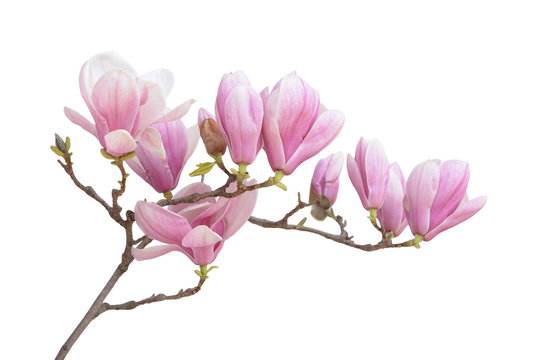 Fototapeta  pink magnolia flower