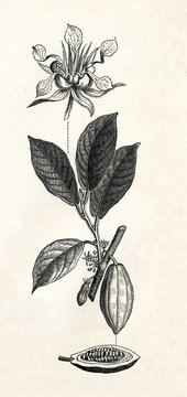 Cacao tree (Theobroma cacao) (from Meyers Lexikon, 1895, 7/338/339)