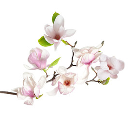 Naklejka na ściany i meble magnolia flower