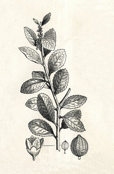  Yerba mate (Ilex paraguariensis) (from Meyers Lexikon, 1895, 7/338/339)