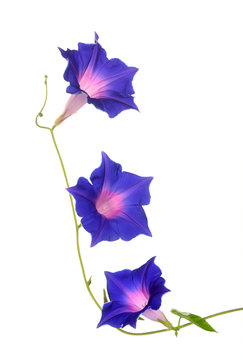 Purple Morning Glory