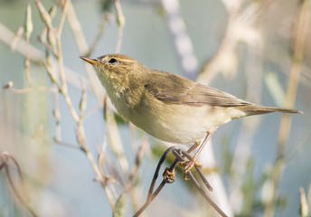 Common Chiffchaff