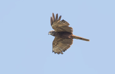 Western Marsh-harrier