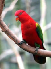 Red bird on a tree branch